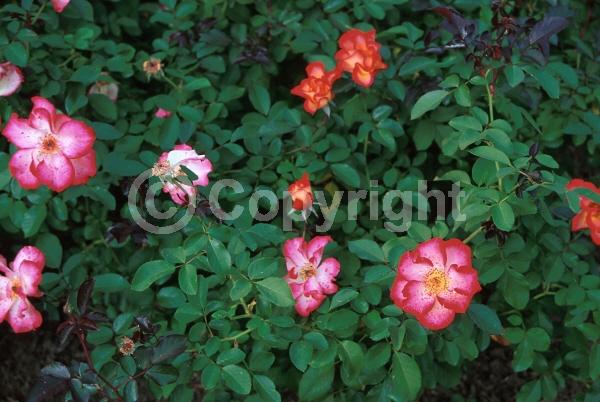 Red blooms; Orange blooms; Pink blooms; Deciduous; Broadleaf