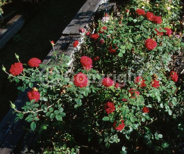 Red blooms; Deciduous; Broadleaf