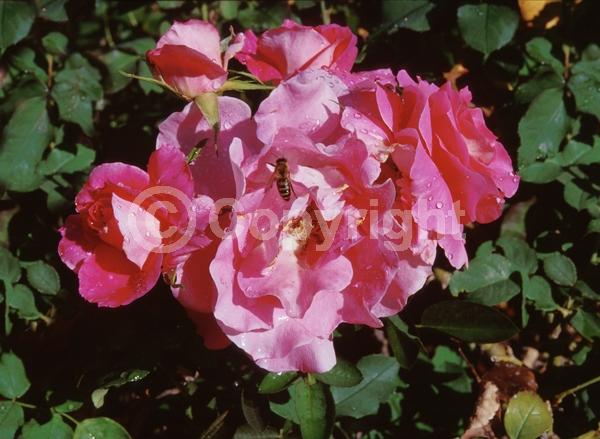 Pink blooms; Deciduous; Broadleaf