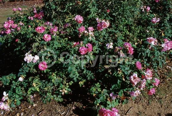 Pink blooms; Deciduous; Broadleaf