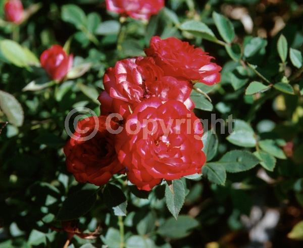 Red blooms; Deciduous; Broadleaf