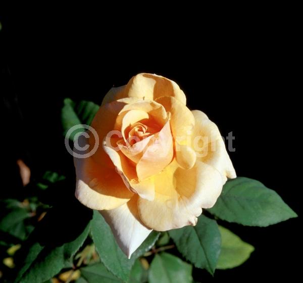 Yellow blooms; Deciduous; Broadleaf