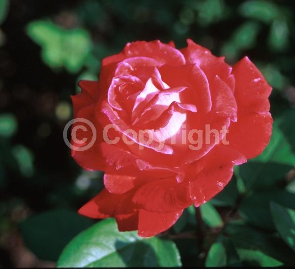 Red blooms; Deciduous; Broadleaf
