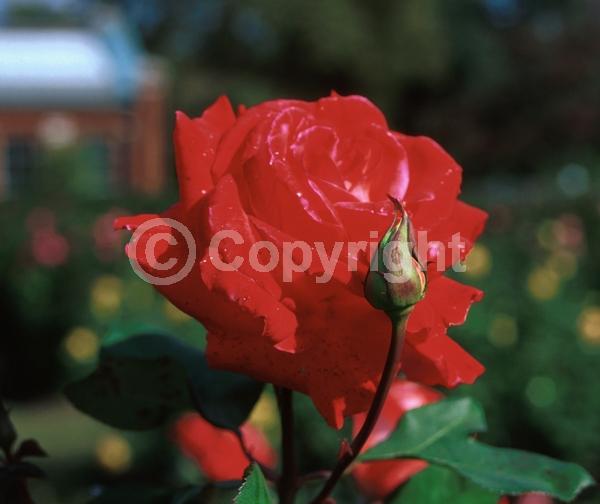 Red blooms; Deciduous; Broadleaf