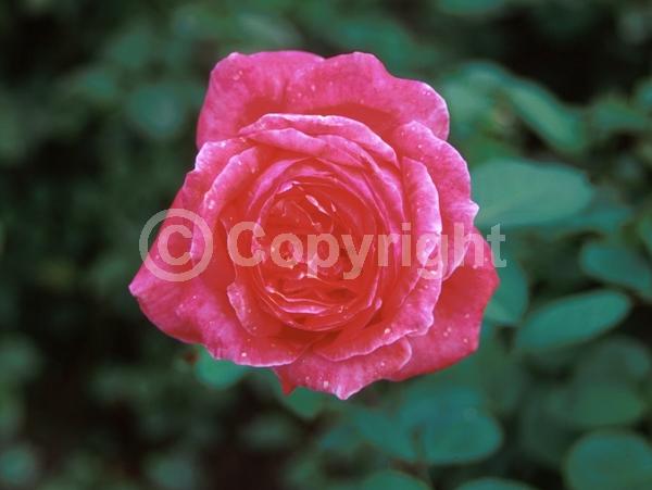 Pink blooms; Salmon blooms; Deciduous; Broadleaf