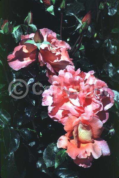 Red blooms; Orange blooms; Deciduous; Broadleaf