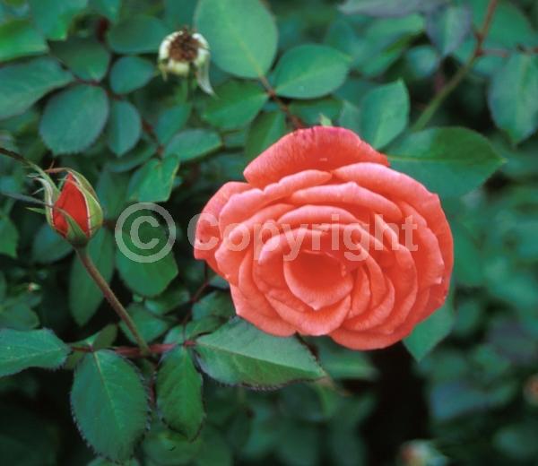 Salmon blooms; Deciduous; Broadleaf