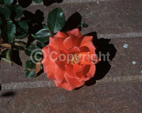 Salmon blooms; Deciduous; Broadleaf