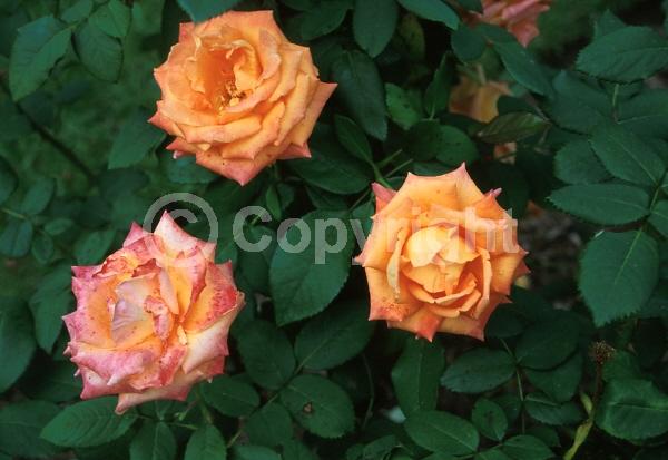 Orange blooms; Deciduous; Broadleaf