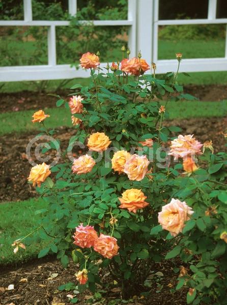 Orange blooms; Deciduous; Broadleaf