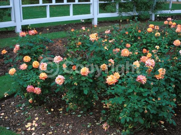 Orange blooms; Deciduous; Broadleaf
