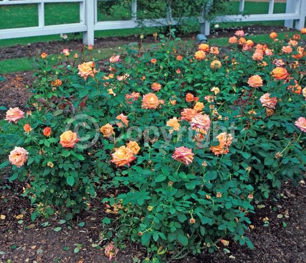 Orange blooms; Deciduous; Broadleaf
