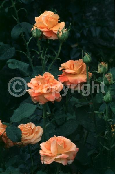 Orange blooms; Deciduous; Broadleaf