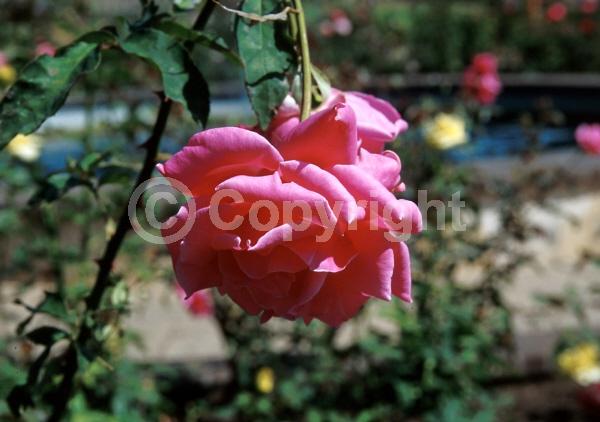 Pink blooms; Deciduous; Broadleaf