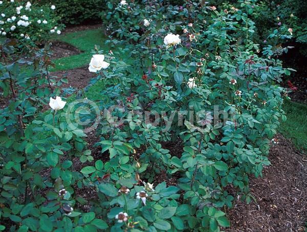Yellow blooms; White blooms; Deciduous; Broadleaf