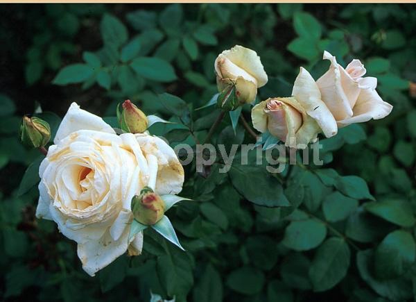 Yellow blooms; White blooms; Deciduous; Broadleaf