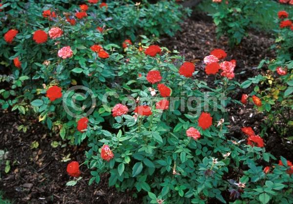 Orange blooms; Deciduous; Broadleaf