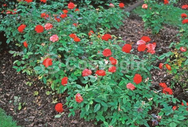 Orange blooms; Deciduous; Broadleaf