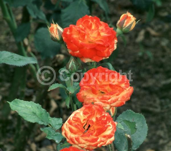 Orange blooms; Deciduous; Broadleaf