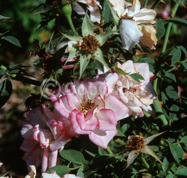 Pink blooms; Deciduous; Broadleaf