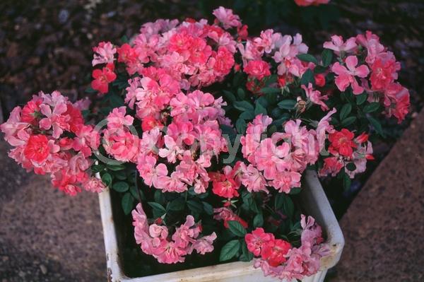 Pink blooms; Deciduous; Broadleaf