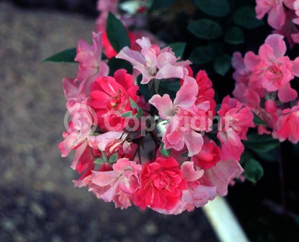 Pink blooms; Deciduous; Broadleaf