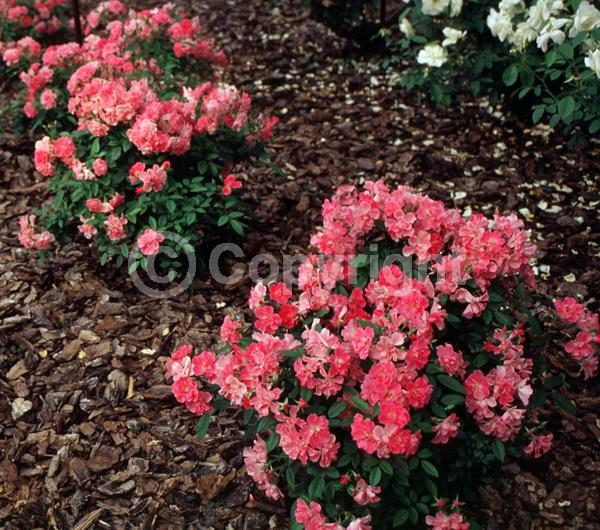 Pink blooms; Deciduous; Broadleaf