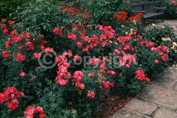 Red blooms; Deciduous; Broadleaf