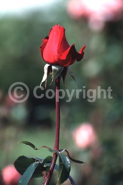 Red blooms; Deciduous; Broadleaf