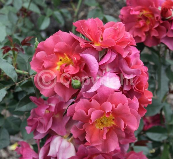 Pink blooms; Rust or bronze blooms; Deciduous