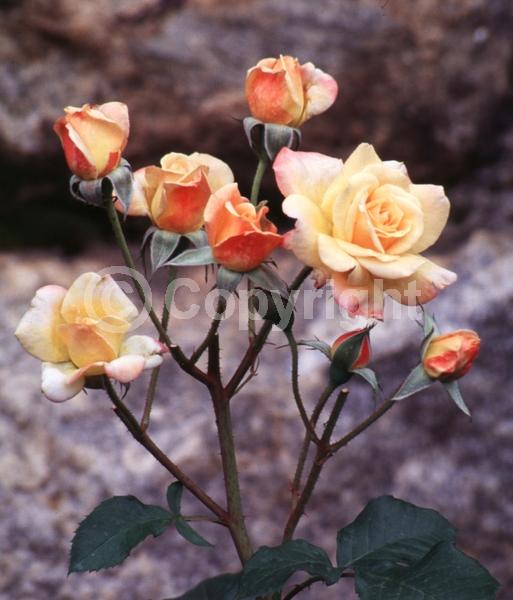 Yellow blooms; Deciduous; Broadleaf