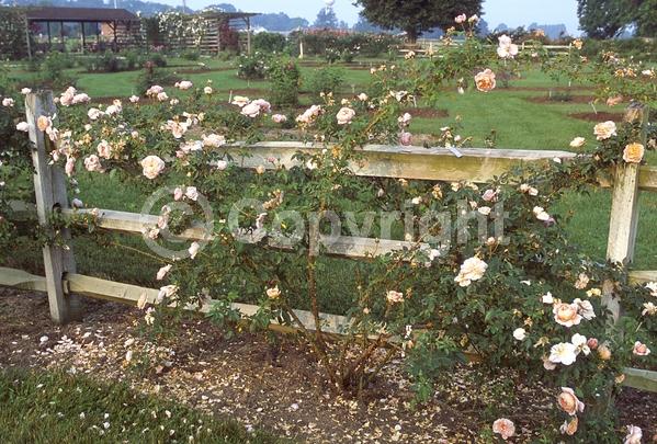 Pink blooms; Deciduous; Broadleaf