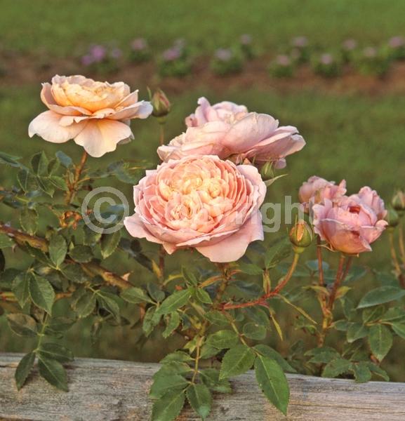Pink blooms; Deciduous; Broadleaf