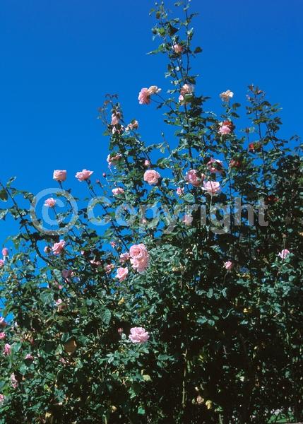 Pink blooms; Deciduous; Broadleaf