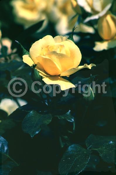 Yellow blooms; Deciduous; Broadleaf