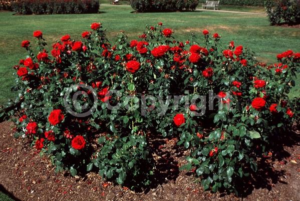 Red blooms; Deciduous; Broadleaf