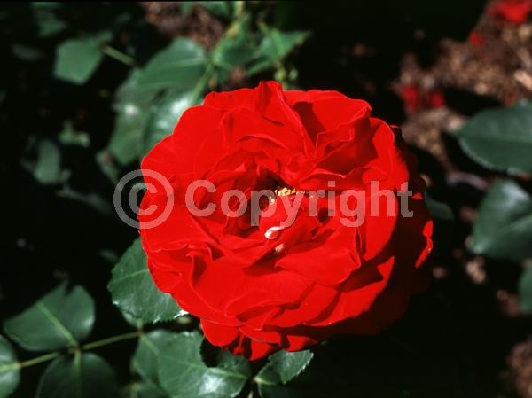 Red blooms; Deciduous; Broadleaf