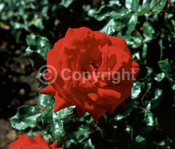 Red blooms; Deciduous; Broadleaf