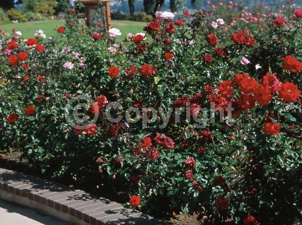 Red blooms; Deciduous; Broadleaf