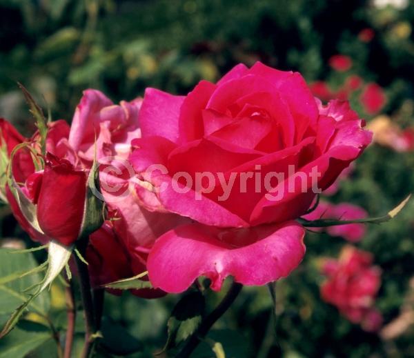 Red blooms; Pink blooms; Deciduous; Broadleaf