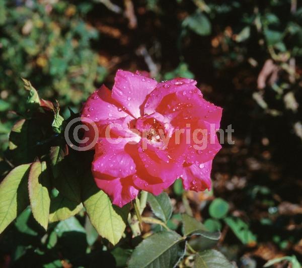 Red blooms; Pink blooms; Deciduous; Broadleaf