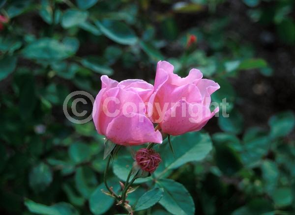 Pink blooms; Deciduous; Broadleaf
