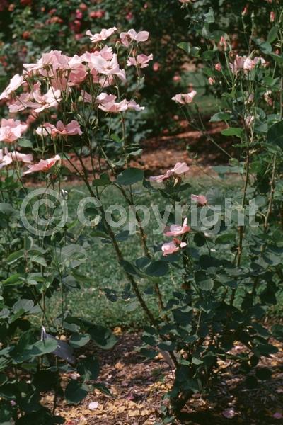 Pink blooms; Deciduous; Broadleaf