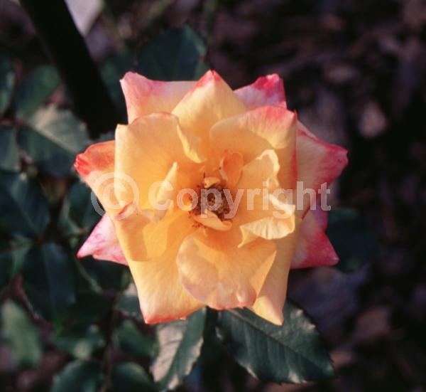 Red blooms; Yellow blooms; Deciduous; Broadleaf