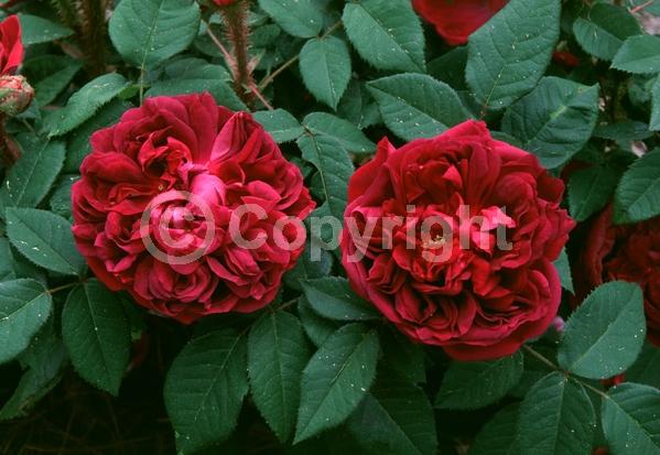 Red blooms; Deciduous; Broadleaf