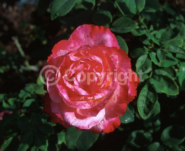 Pink blooms; Salmon blooms; Deciduous; Broadleaf