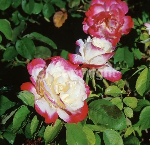 Pink blooms; Salmon blooms; Deciduous; Broadleaf