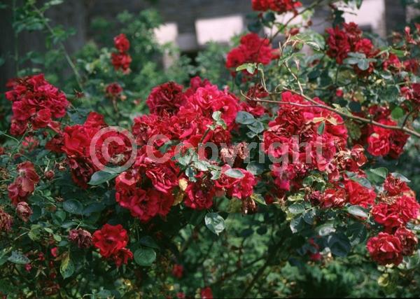 Pink blooms; Deciduous; Broadleaf