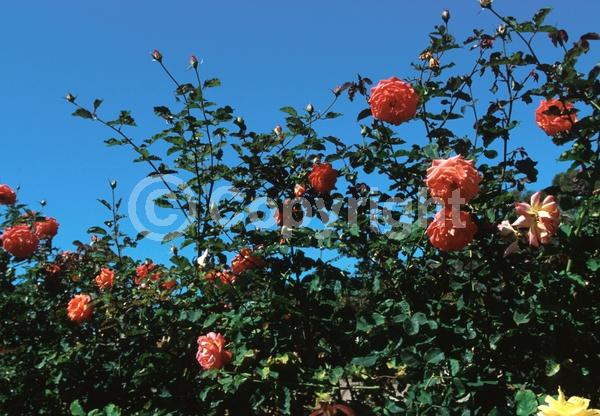Pink blooms; Deciduous; Broadleaf