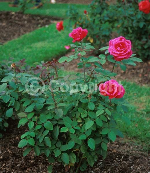 Pink blooms; Salmon blooms; Deciduous; Broadleaf